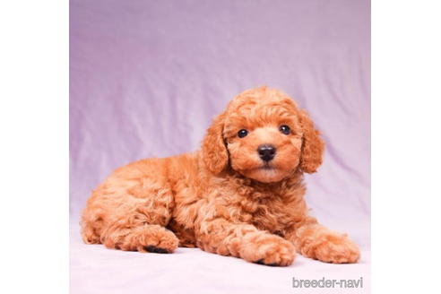 成約済の東京都のトイプードル-194354の3枚目